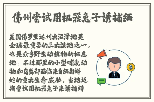 大乔抱枕正能量